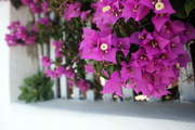 Bouganvilla