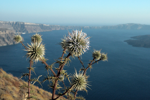 Thistle